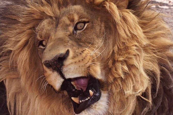 Lion Habitat Ranch Admission Ticket in Las Vegas - What you see during the one-hour visit