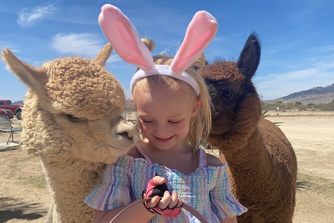 Nature Health Farms Alpaca Farm Petting Zoo Pahrump Death Valley - Key things to know before you go