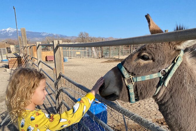 Nature Health Farms Alpaca Farm Petting Zoo Pahrump Death Valley - Alpaca nose kisses in the Nevada desert