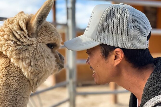 Nature Health Farms Alpaca Farm Petting Zoo Pahrump Death Valley - Photos without cages in the frame