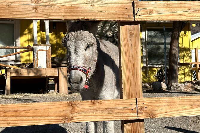 Oatman Mining Camp, Burros, Scenic RT 66 Direct From Las Vegas - Meeting Oatman’s roaming burros