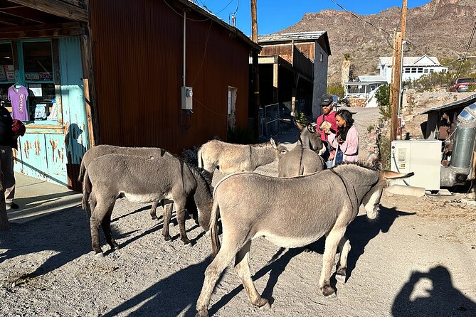 Oatman Mining Camp, Burros, Scenic RT 66 Direct From Las Vegas - Browsing antique shops and taking photos