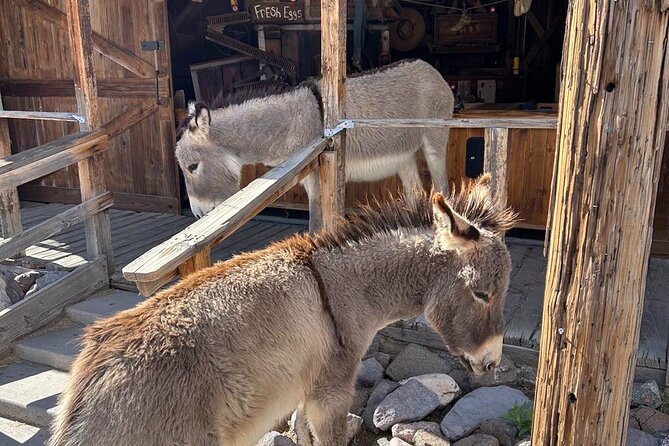 Oatman Old West Town: Route 66, Museum & Black Mountain Drive - Catching the noon cowboy show