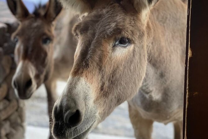Oatman Old West Town: Route 66, Museum & Black Mountain Drive - The drive through the Black Mountains