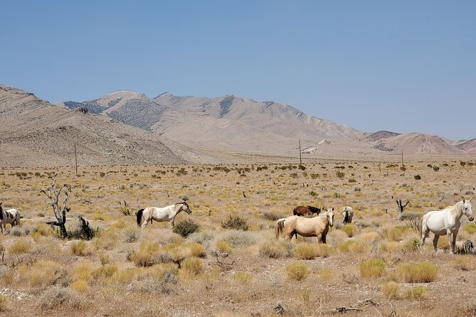 Off Road UTV Adrenaline Experience in Las Vegas - Is $240 good value for one group?