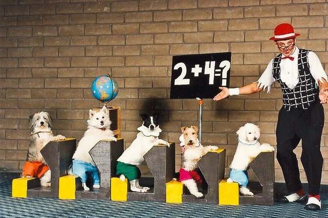 Popovich Comedy Pet Theater at Planet Hollywood Resort and Casino - Building the afternoon around the show