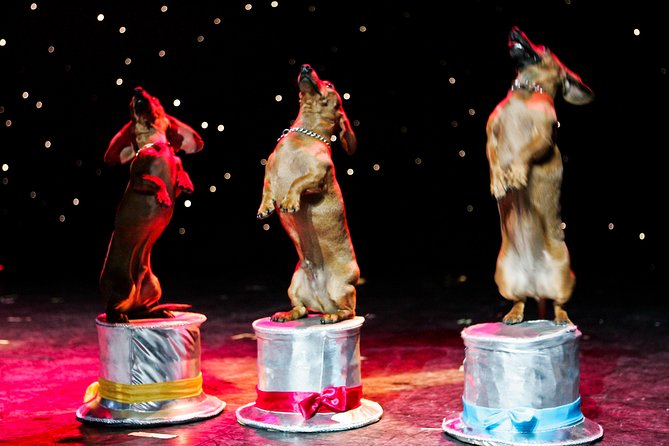 Popovich Comedy Pet Theater at Planet Hollywood Resort and Casino - Practical booking advice
