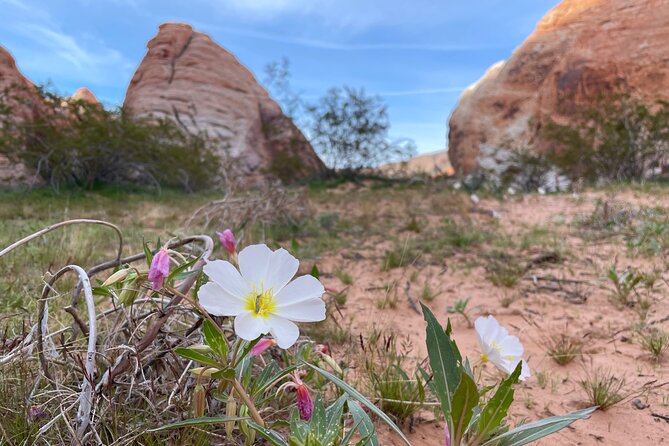 Private Valley of Fire Hiking and Sightseeing Adventure - A hike adjusted to your pace