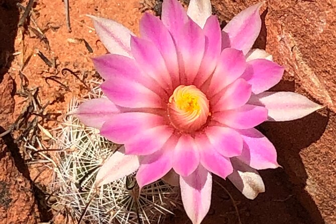 Private Valley of Fire Hiking and Sightseeing Adventure - How much value do you get for $180?