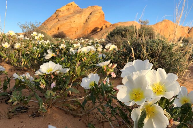 Private Valley of Fire Hiking and Sightseeing Adventure - The 6:00 am pickup from Las Vegas