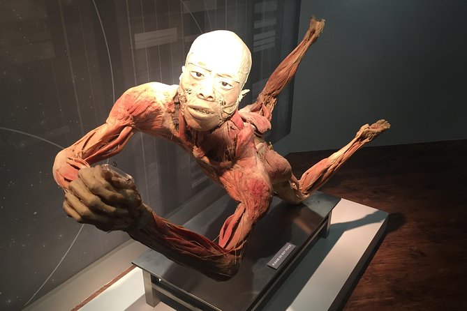 Real Bodies at Horseshoe Las Vegas - The smaller specimens add the useful detail