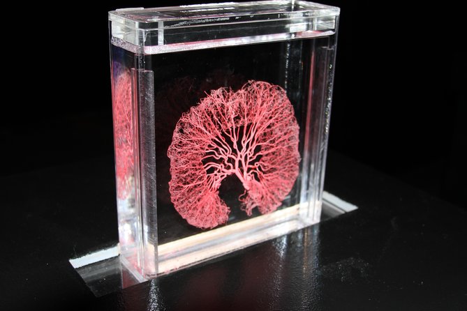 Real Bodies at Horseshoe Las Vegas - Eleven galleries that move from life to anatomy