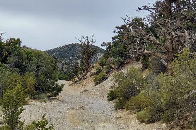 Red Rock Canyon Half Day Jeep Tour Offroad Adventure - From Naples Drive to Red Rock Canyon