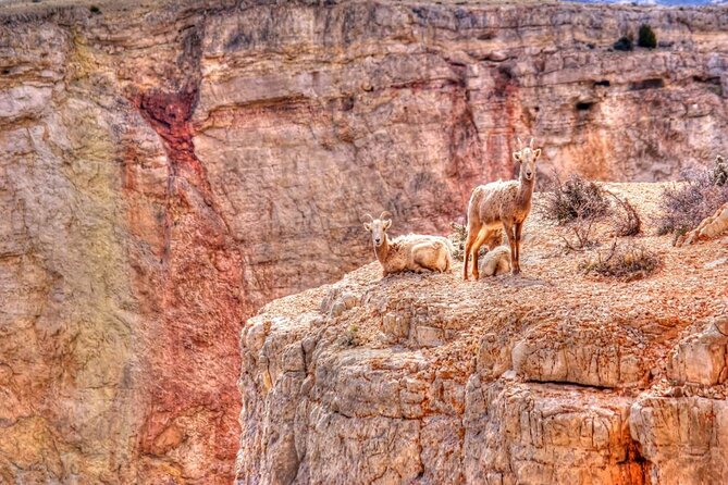 Red Rock Canyon Self-Guided Driving Audio Tour - Ice Box Canyon and a cooler desert setting