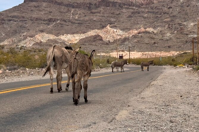 Route 66, Oatman, Nelson Ghost Town SmallGroup Tour from LasVegas - Oatman, burros, and a classic Arizona road stop