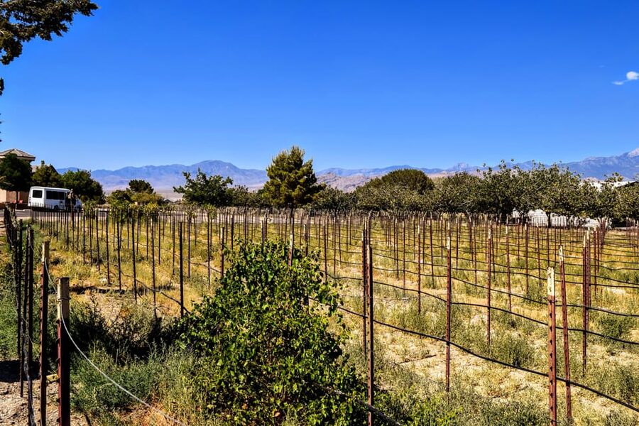 Scenic Las Vegas / Pahrump Wine Tasting Tour and Food - Who will enjoy this Pahrump wine trip most