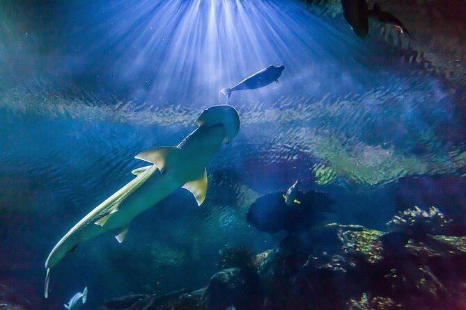 Shark Reef at Mandalay Bay Hotel and Casino - Key points to know before you go