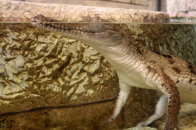 Shark Reef at Mandalay Bay Hotel and Casino - Reptiles and freshwater predators add variety