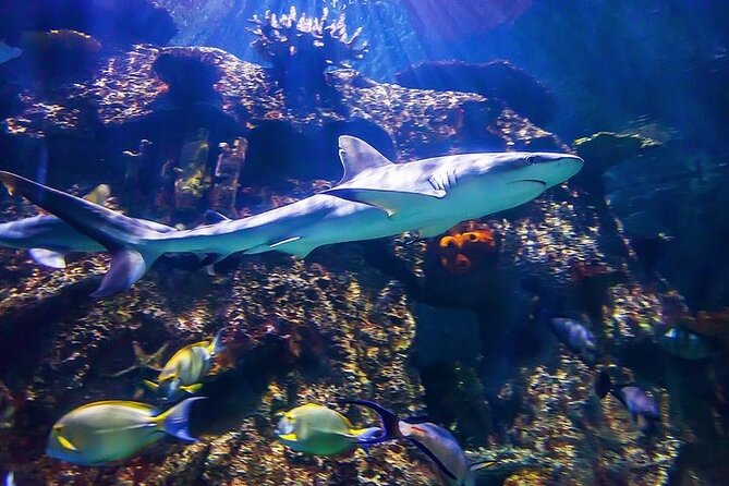 Shark Reef at Mandalay Bay Hotel and Casino - The Undersea Explorer VR Experience is short but worth adding