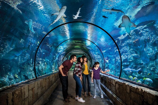 Shark Reef at Mandalay Bay Hotel and Casino - How long should you plan?