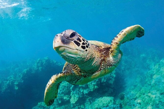 Shark Reef at Mandalay Bay Hotel and Casino - Timing, comfort, and practical details