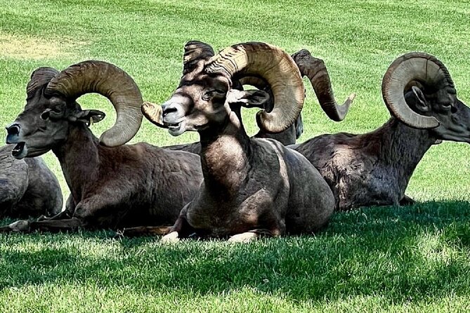 Small Group Max 12 Hoover Dam, 7 Magic Mt. Half Day Express Tour - Hemenway Park offers a chance to spot bighorn sheep