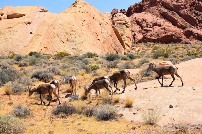 Valley of Fire and Lost City Museum Tour from Las Vegas - What the guides add to a small group