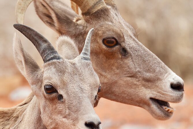 Valley of Fire and Red Rock Canyon Day Tour from Las Vegas - Red Rock Canyon in only 40 minutes