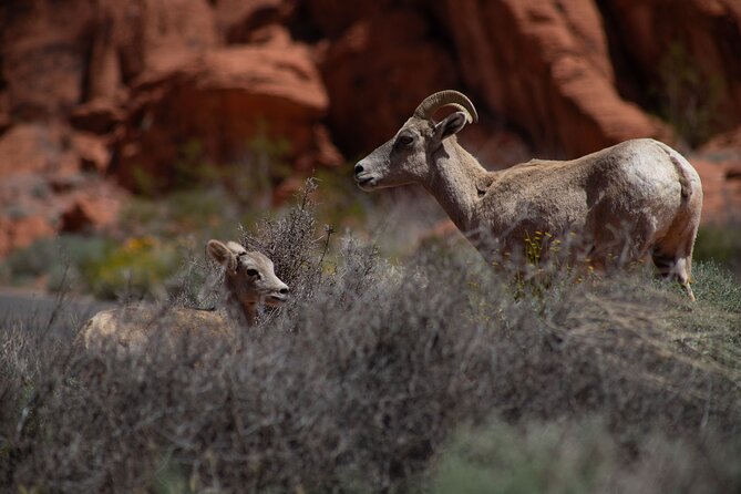 Valley of Fire Guided Hiking Tour and Mojave Desert Adventure - Atlatl Rock brings the oldest stories into view