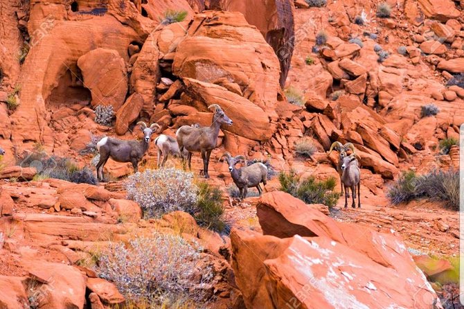 Valley of Fire State Park Day Tour from Las Vegas - Key points to know before booking