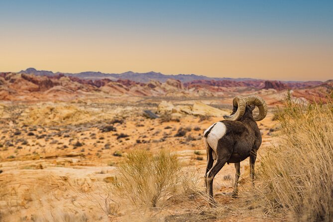 Valley of Fire Sunset Tour from Las Vegas - Petroglyphs and details beyond the big views