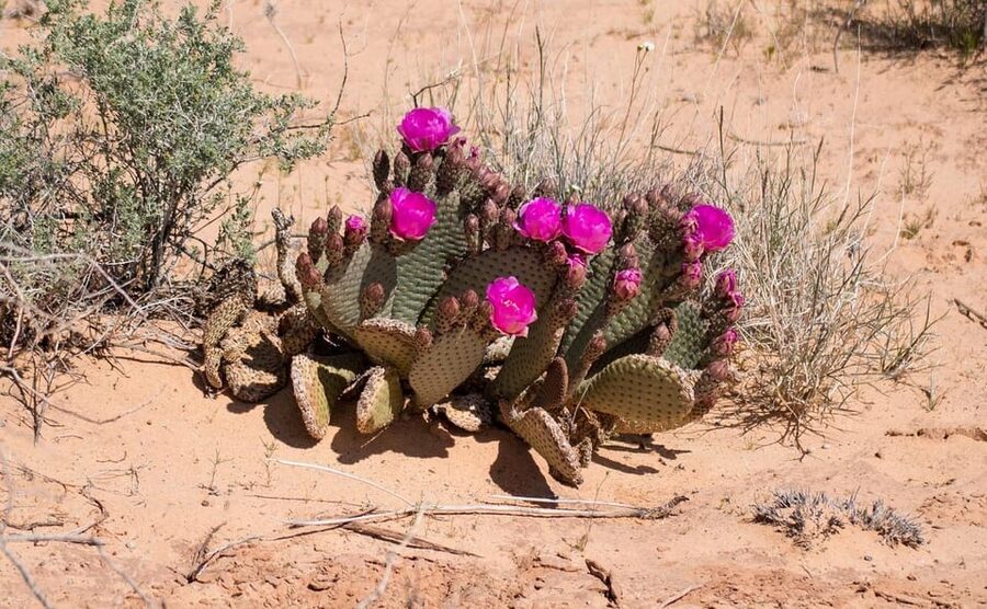 Valley of Fire VIP Small Group Tour From Las Vegas - The morning ride from Las Vegas