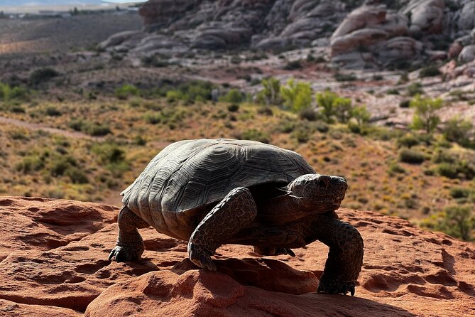 Valley of Fire & Zion Park, 1-Day Tour from Las Vegas - Mesquite, Nevada, and lunch at your own cost