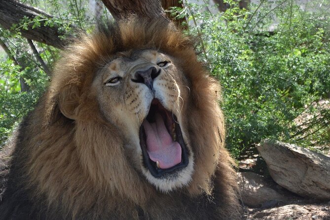 Wild Animal Nature Park Scenic Route 66 Crozier Canyon - A Route 66 animal sanctuary in Crozier Canyon