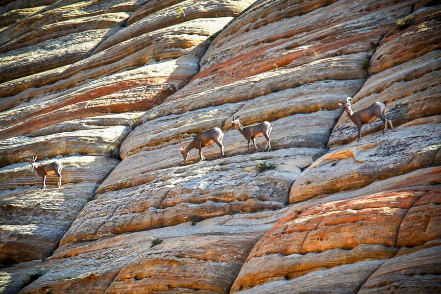 Zion National Park Small Group Adventure from Las Vegas - The Added Park Fee for Some International Visitors